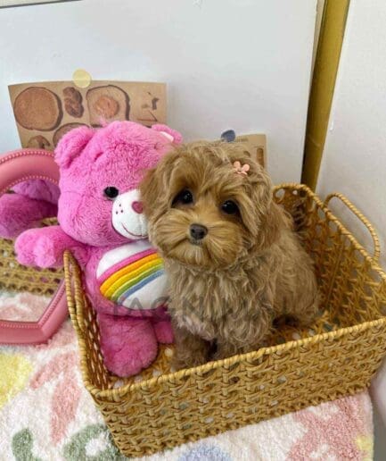 ขายลูกสุนัขมอลติพู ซื้อสุนัข ซื้อหมา ได้ที่ Tagnimal