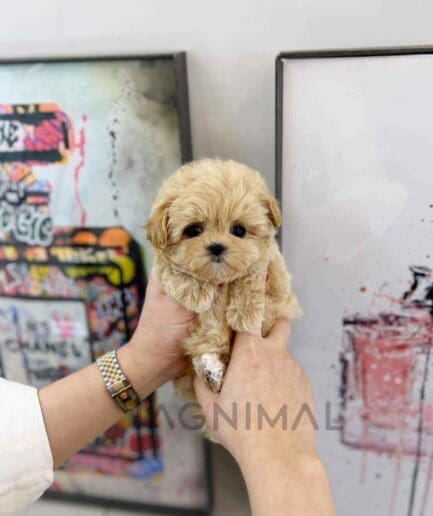 ขายลูกสุนัขมอลติพู ซื้อสุนัข ซื้อหมา ได้ที่ Tagnimal