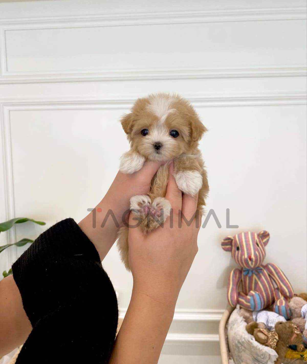 Maltipoo puppy for sale, dog for sale at Tagnimal