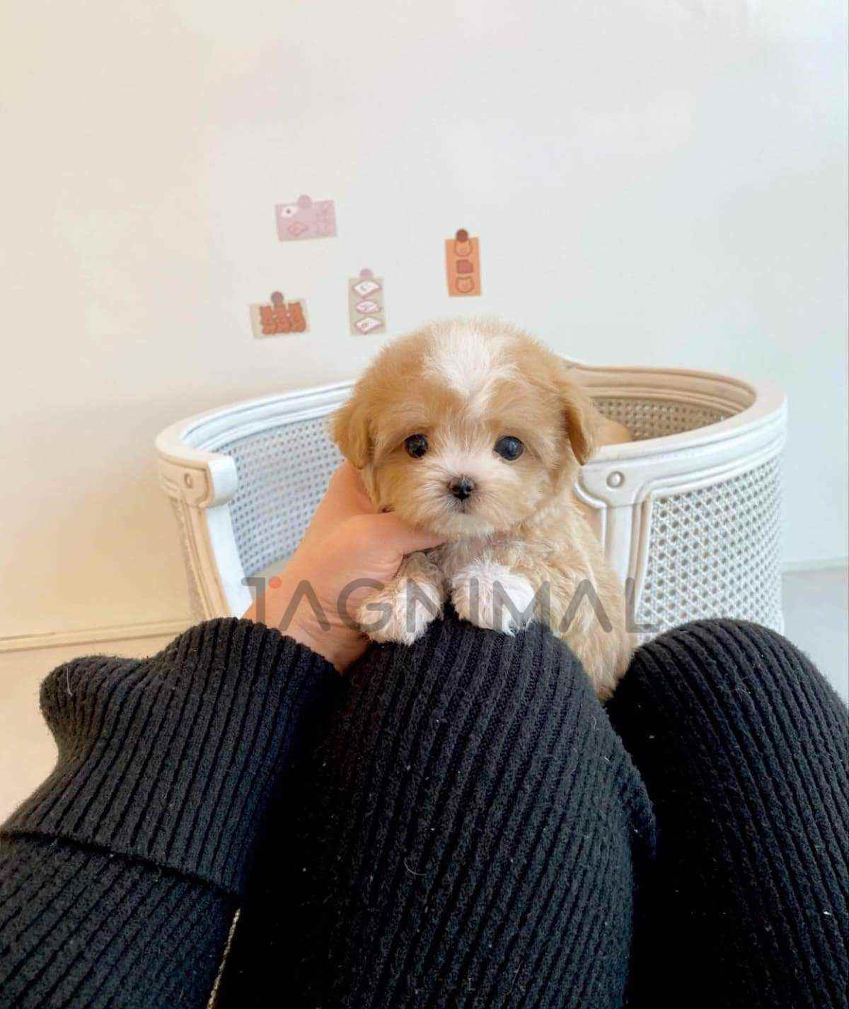 Maltipoo puppy for sale, dog for sale at Tagnimal