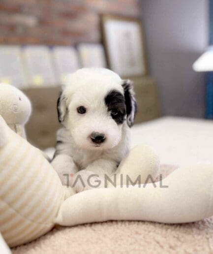 ขายลูกสุนัขโอลด์ อิงลิช ชีปด็อก ซื้อสุนัข ซื้อหมา ได้ที่ Tagnimal