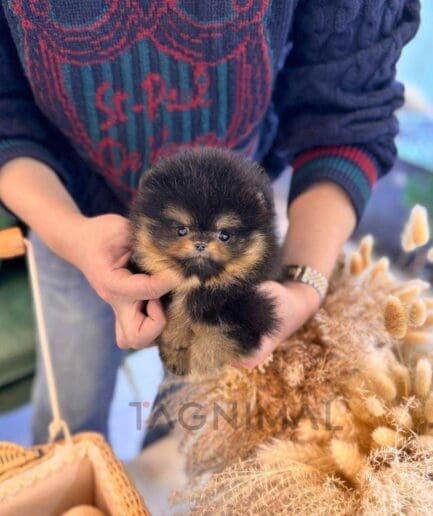 Pomeranian puppy for sale, dog for sale at Tagnimal