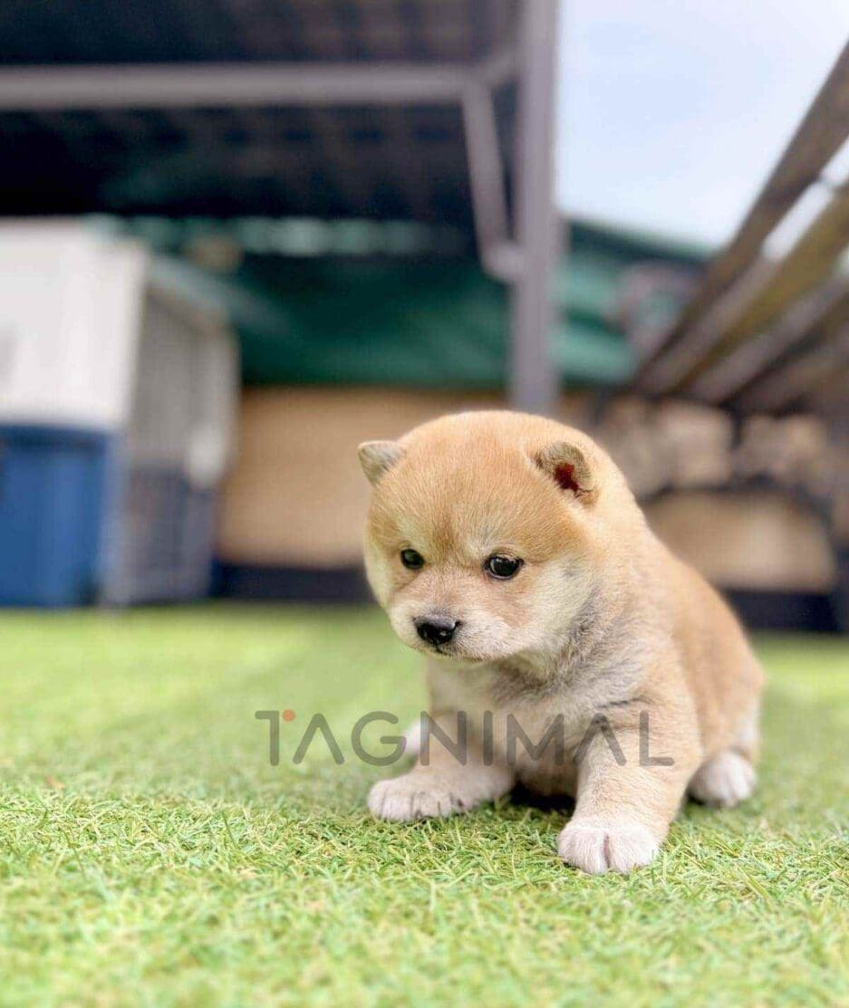 Shiba Inu puppy for sale, dog for sale at Tagnimal