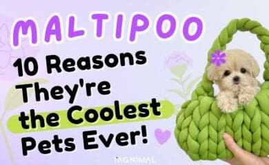 Maltipoo 10 Reasons They Are the Coolest Pets Ever Tagnimal Blog Cover