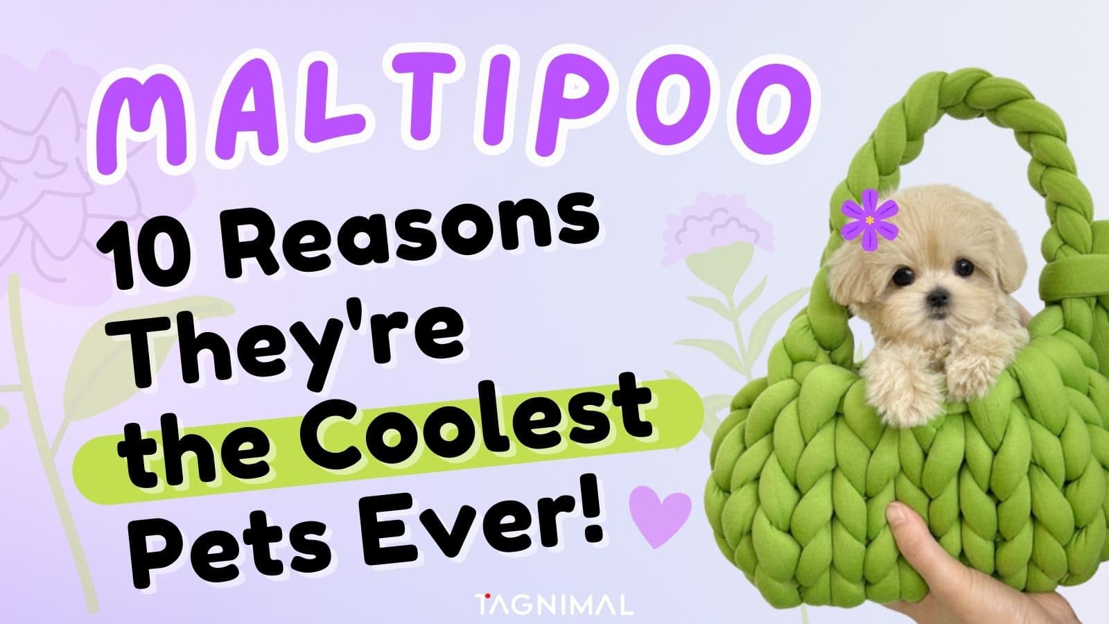 Maltipoo 10 Reasons They Are the Coolest Pets Ever Tagnimal Blog Cover