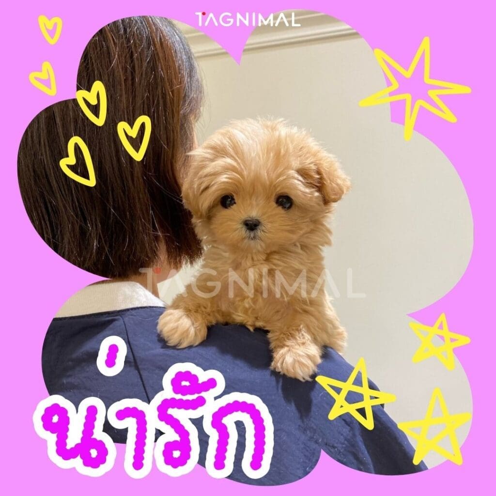 มอลทิพู10 เหตุผลว่าทำไมพันธุ์นี้ถึงน่าเลี้ยงสุดๆ