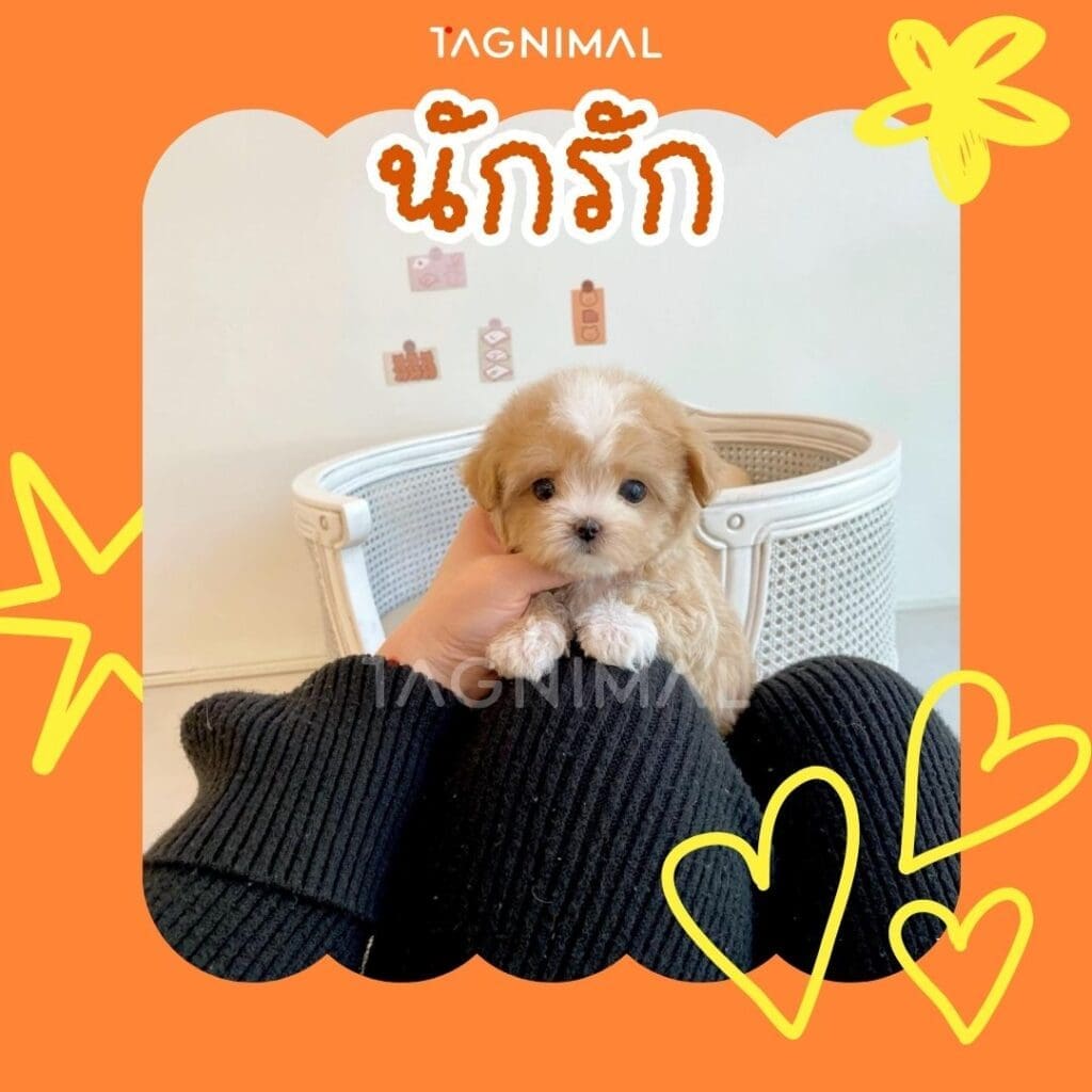 มอลทิพู10 เหตุผลว่าทำไมพันธุ์นี้ถึงน่าเลี้ยงสุดๆ