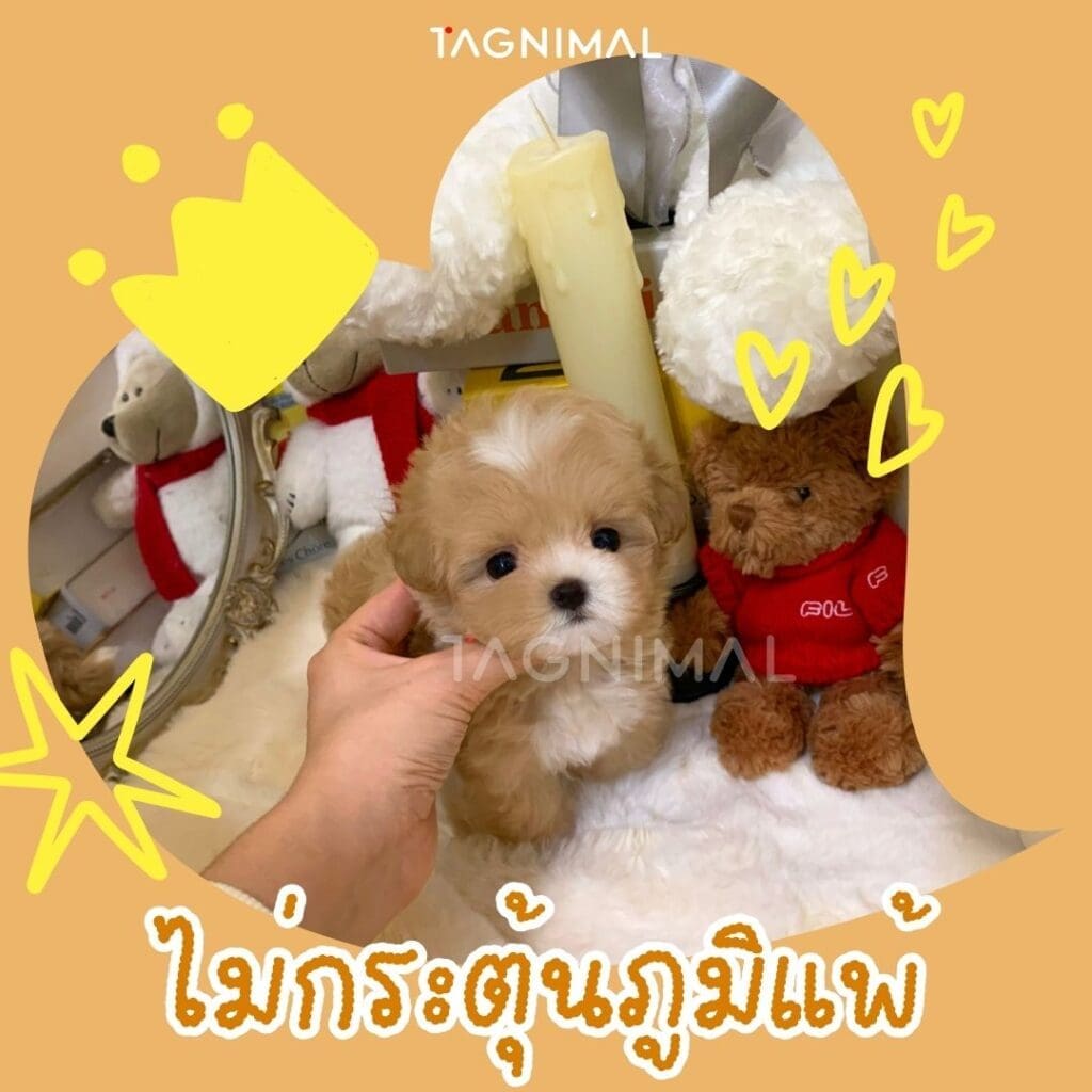 มอลทิพู10 เหตุผลว่าทำไมพันธุ์นี้ถึงน่าเลี้ยงสุดๆ