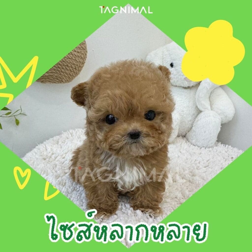 มอลทิพู10 เหตุผลว่าทำไมพันธุ์นี้ถึงน่าเลี้ยงสุดๆ