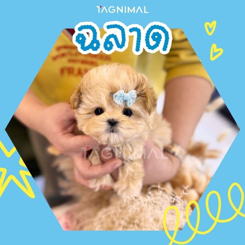 มอลทิพู10 เหตุผลว่าทำไมพันธุ์นี้ถึงน่าเลี้ยงสุดๆ