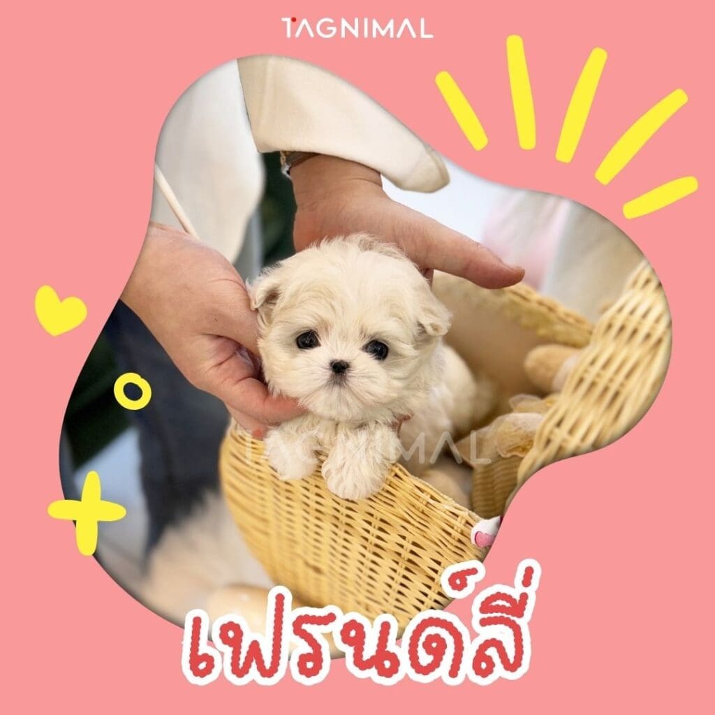 มอลทิพู10 เหตุผลว่าทำไมพันธุ์นี้ถึงน่าเลี้ยงสุดๆ