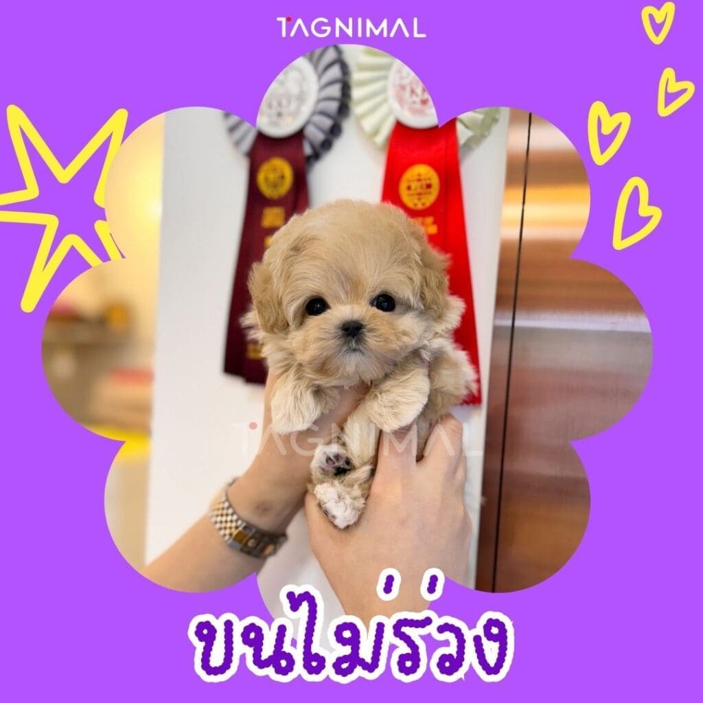 มอลทิพู10 เหตุผลว่าทำไมพันธุ์นี้ถึงน่าเลี้ยงสุดๆ