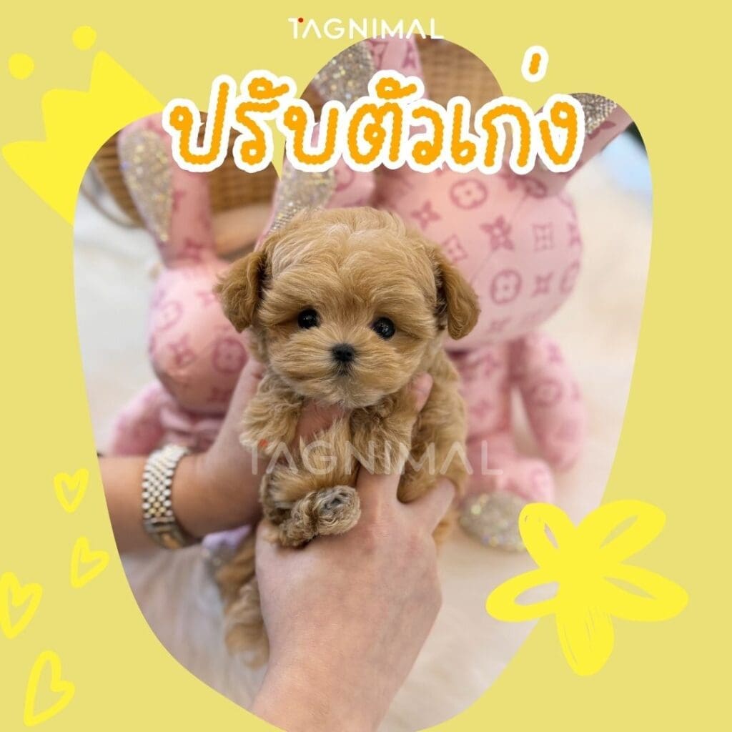 มอลทิพู10 เหตุผลว่าทำไมพันธุ์นี้ถึงน่าเลี้ยงสุดๆ