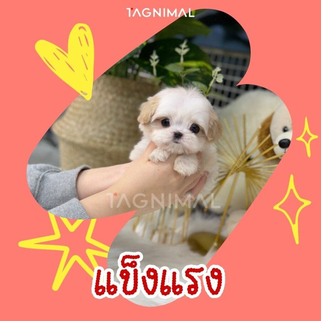 มอลทิพู10 เหตุผลว่าทำไมพันธุ์นี้ถึงน่าเลี้ยงสุดๆ