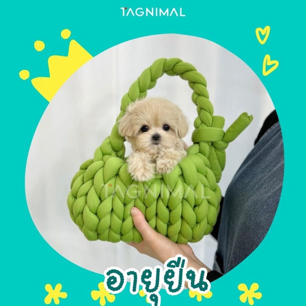 มอลทิพู10 เหตุผลว่าทำไมพันธุ์นี้ถึงน่าเลี้ยงสุดๆ