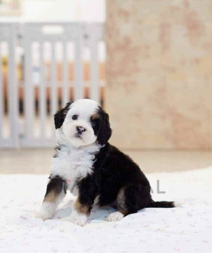 Bernedoodle puppy for sale, dog for sale at Tagnimal