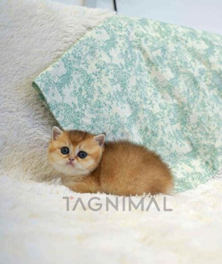 ขายลูกแมวบริติช ช็อตแฮร์ ซื้อแมว ได้ที่ Tagnimal
