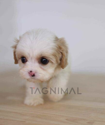 Cavachon puppy for sale, dog for sale at Tagnimal