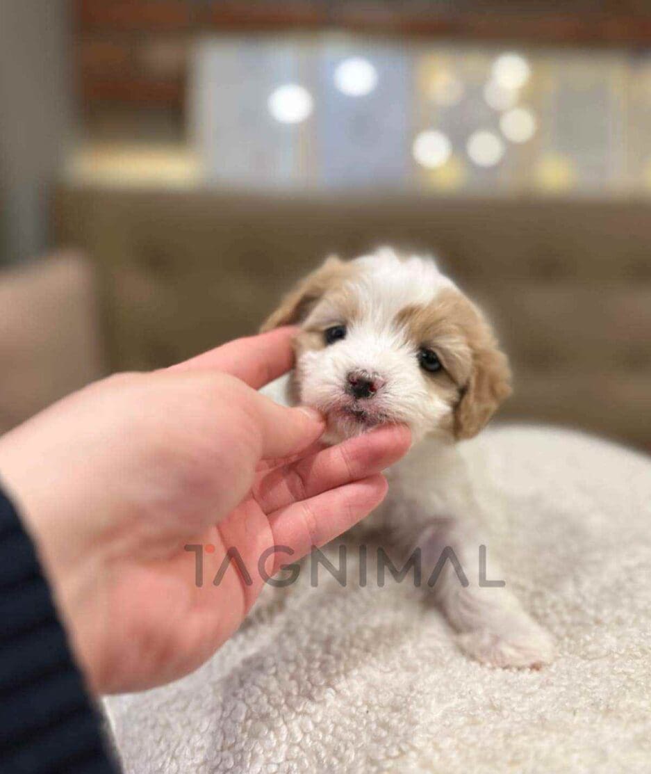 Cavapoo puppy for sale, dog for sale at Tagnimal