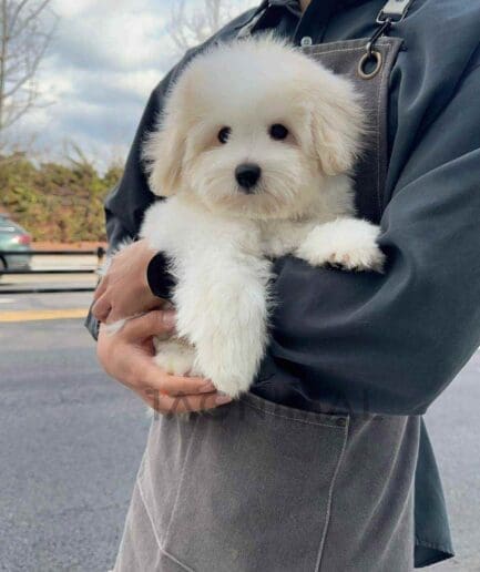 Coton de Tulear puppy for sale, dog for sale at Tagnimal