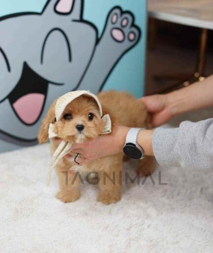 Goldendoodle puppy for sale, dog for sale at Tagnimal