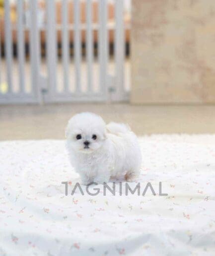 ขายลูกสุนัขมอลทีส ซื้อสุนัข ซื้อหมา ได้ที่ Tagnimal