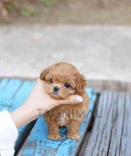Maltipoo puppy for sale, dog for sale at Tagnimal