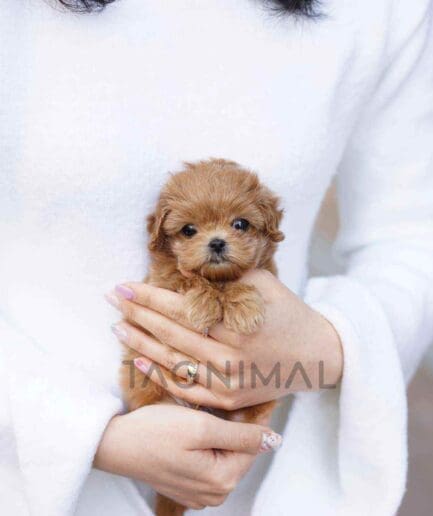 Maltipoo puppy for sale, dog for sale at Tagnimal