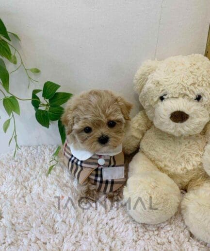 ขายลูกสุนัขมอลติพู ซื้อสุนัข ซื้อหมา ได้ที่ Tagnimal
