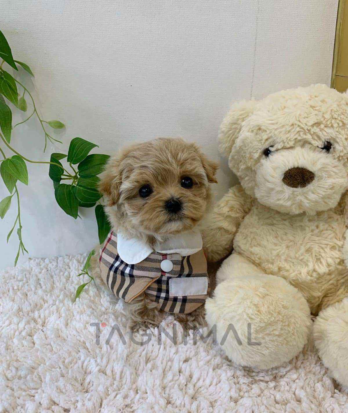 ขายลูกสุนัขมอลติพู ซื้อสุนัข ซื้อหมา ได้ที่ Tagnimal