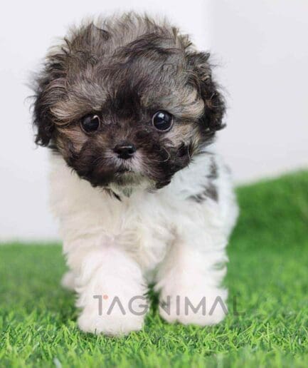 ขายลูกสุนัขมอลติพู ซื้อสุนัข ซื้อหมา ได้ที่ Tagnimal
