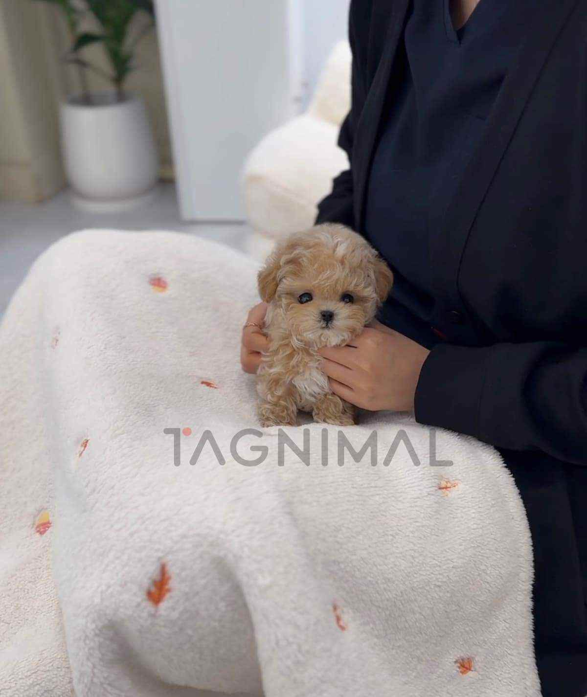 Maltipoo puppy for sale, dog for sale at Tagnimal