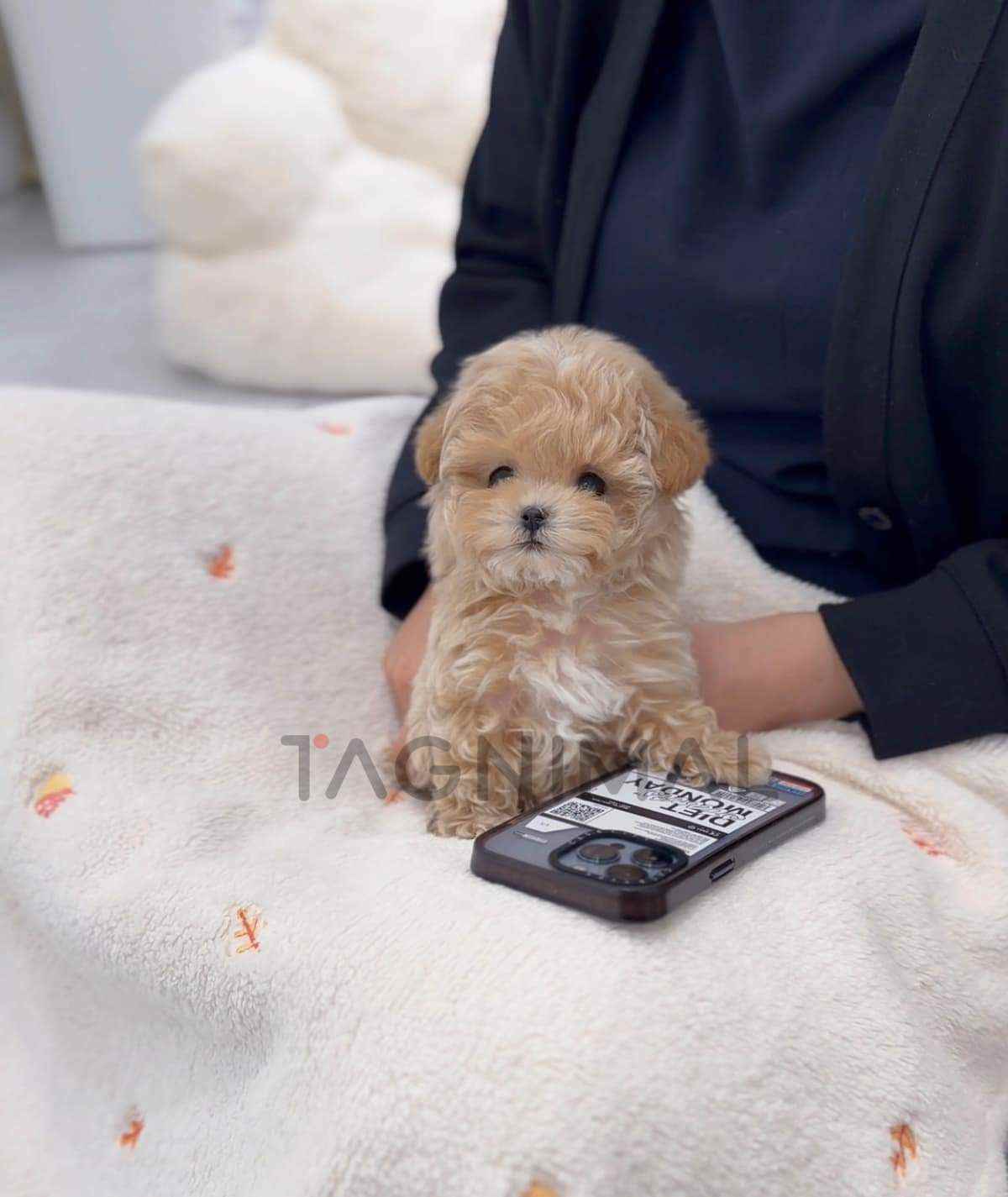 ขายลูกสุนัขมอลติพู ซื้อสุนัข ซื้อหมา ได้ที่ Tagnimal