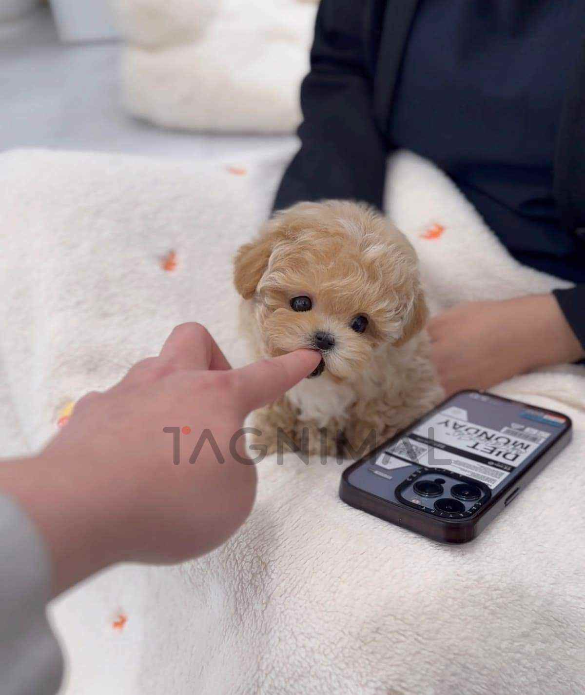 ขายลูกสุนัขมอลติพู ซื้อสุนัข ซื้อหมา ได้ที่ Tagnimal