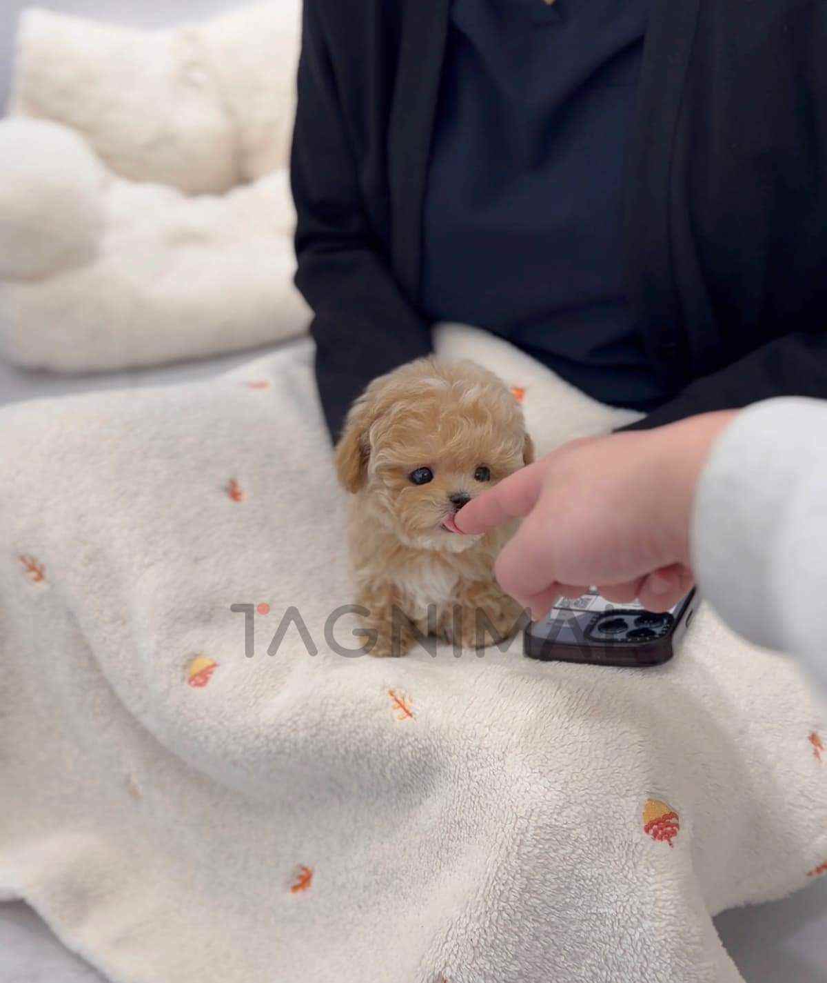 ขายลูกสุนัขมอลติพู ซื้อสุนัข ซื้อหมา ได้ที่ Tagnimal