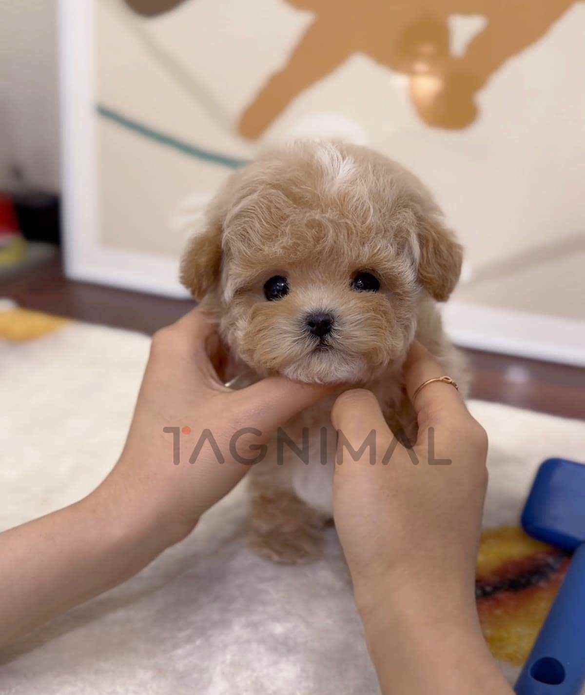 ขายลูกสุนัขมอลติพู ซื้อสุนัข ซื้อหมา ได้ที่ Tagnimal