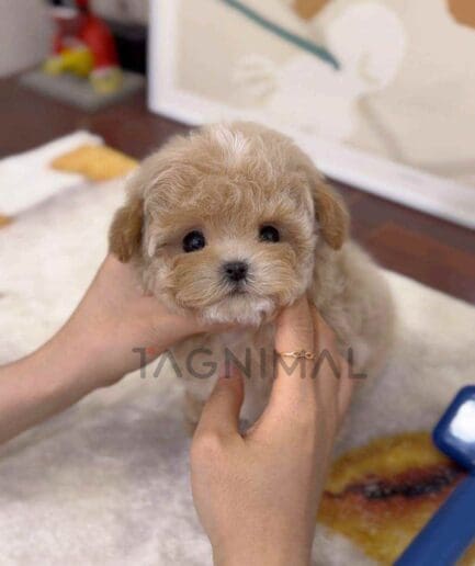 Maltipoo puppy for sale, dog for sale at Tagnimal