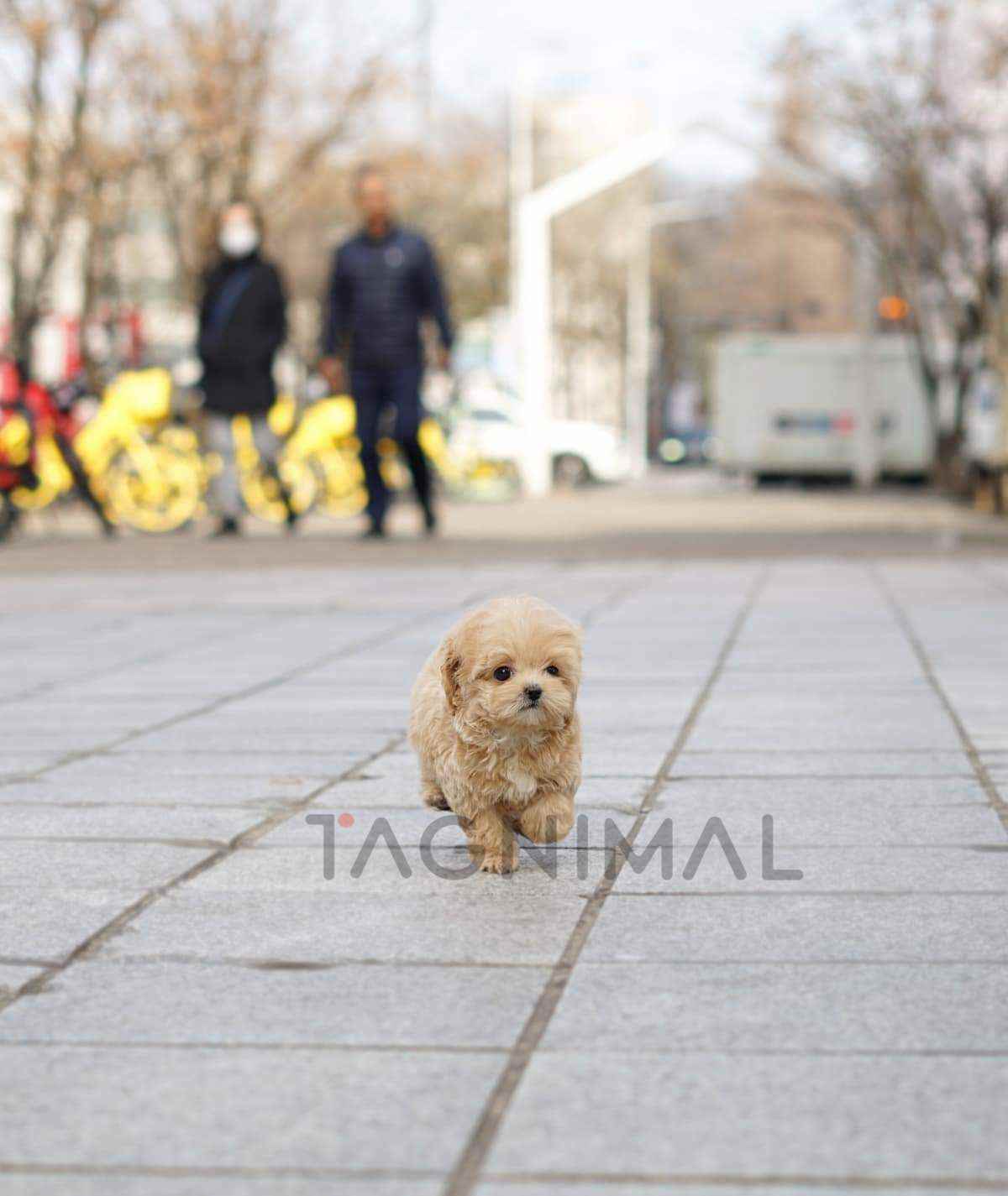 Maltipoo puppy for sale, dog for sale at Tagnimal