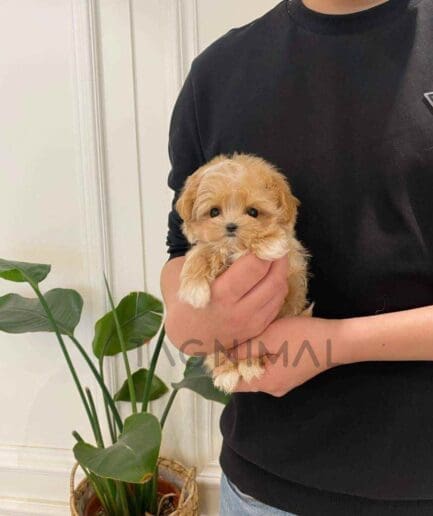 Maltipoo puppy for sale, dog for sale at Tagnimal