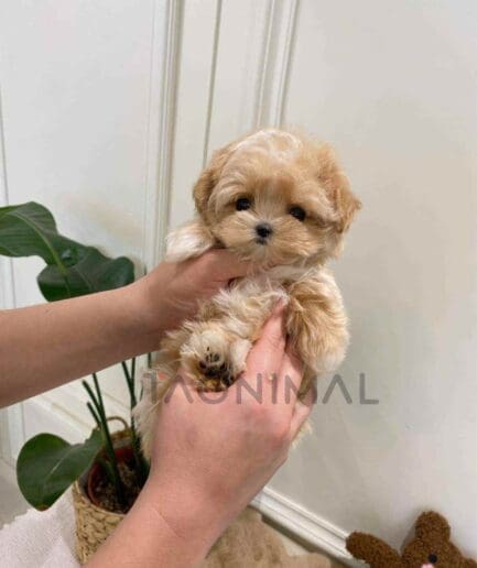 ขายลูกสุนัขมอลติพู ซื้อสุนัข ซื้อหมา ได้ที่ Tagnimal