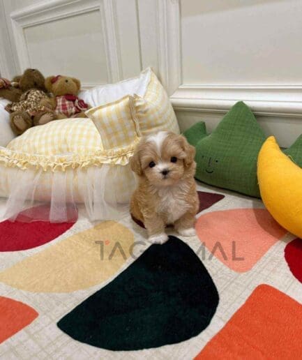 ขายลูกสุนัขมอลติพู ซื้อสุนัข ซื้อหมา ได้ที่ Tagnimal