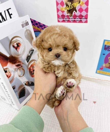Goldendoodle puppy for sale, dog for sale at Tagnimal