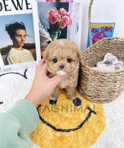 Goldendoodle puppy for sale, dog for sale at Tagnimal