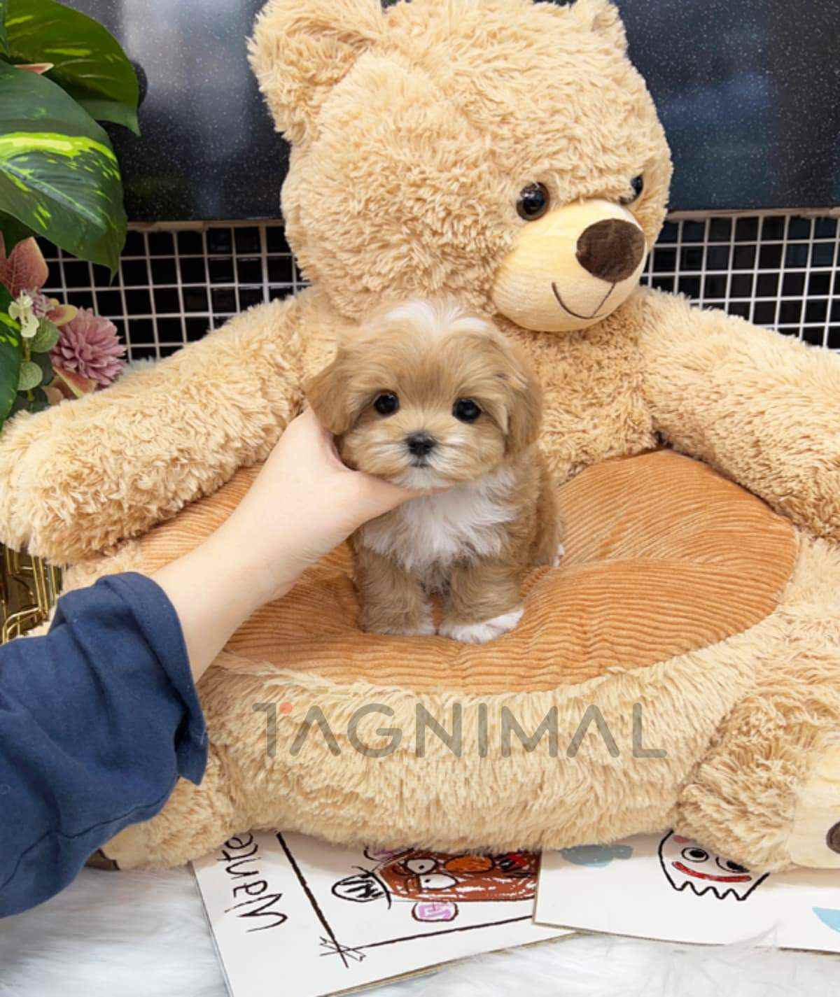 ขายลูกสุนัขมอลติพู ซื้อสุนัข ซื้อหมา ได้ที่ Tagnimal