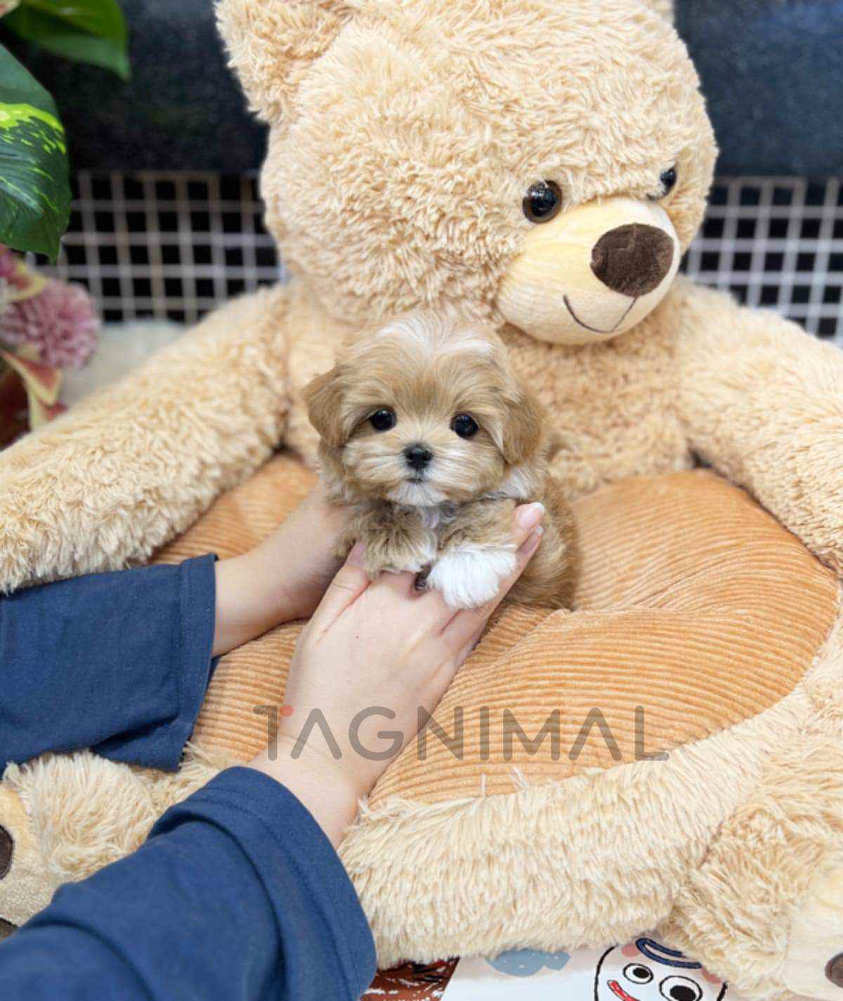 ขายลูกสุนัขมอลติพู ซื้อสุนัข ซื้อหมา ได้ที่ Tagnimal