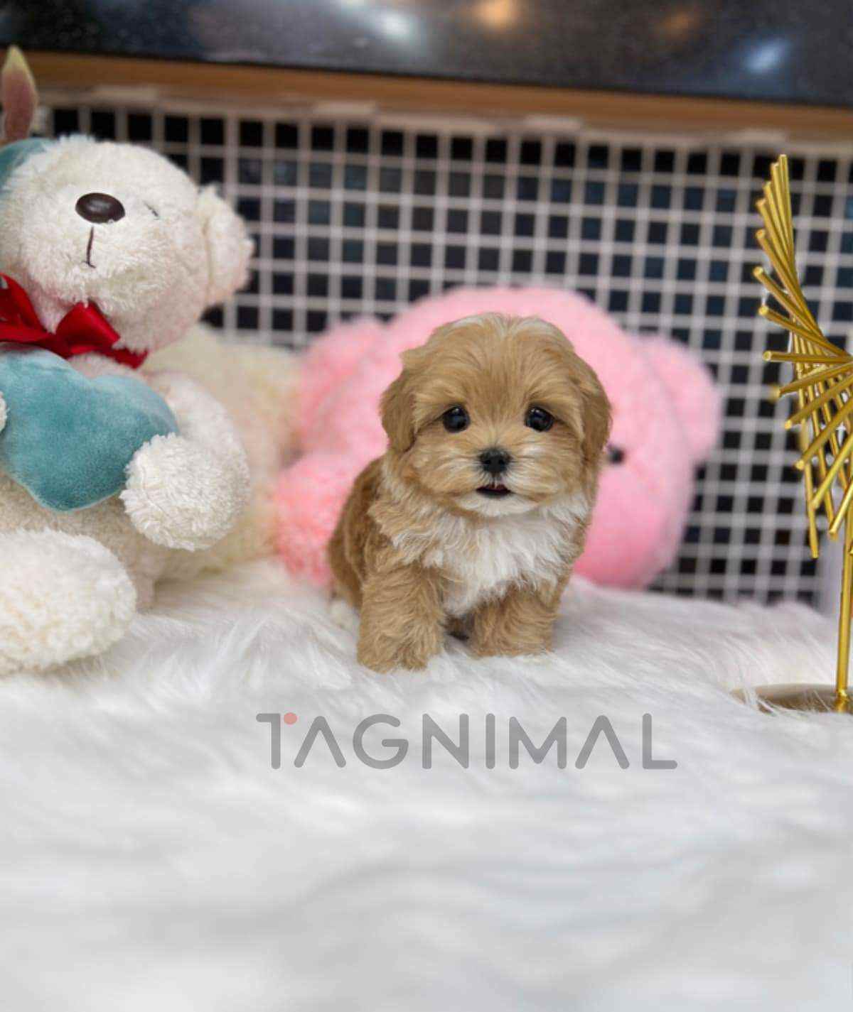 ขายลูกสุนัขมอลติพู ซื้อสุนัข ซื้อหมา ได้ที่ Tagnimal