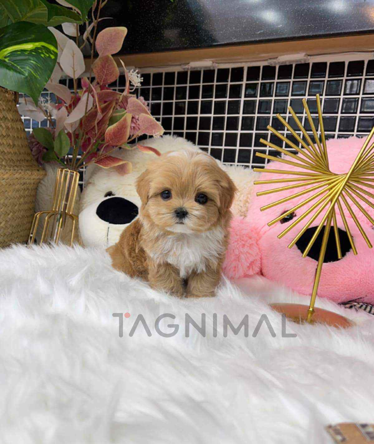 ขายลูกสุนัขมอลติพู ซื้อสุนัข ซื้อหมา ได้ที่ Tagnimal