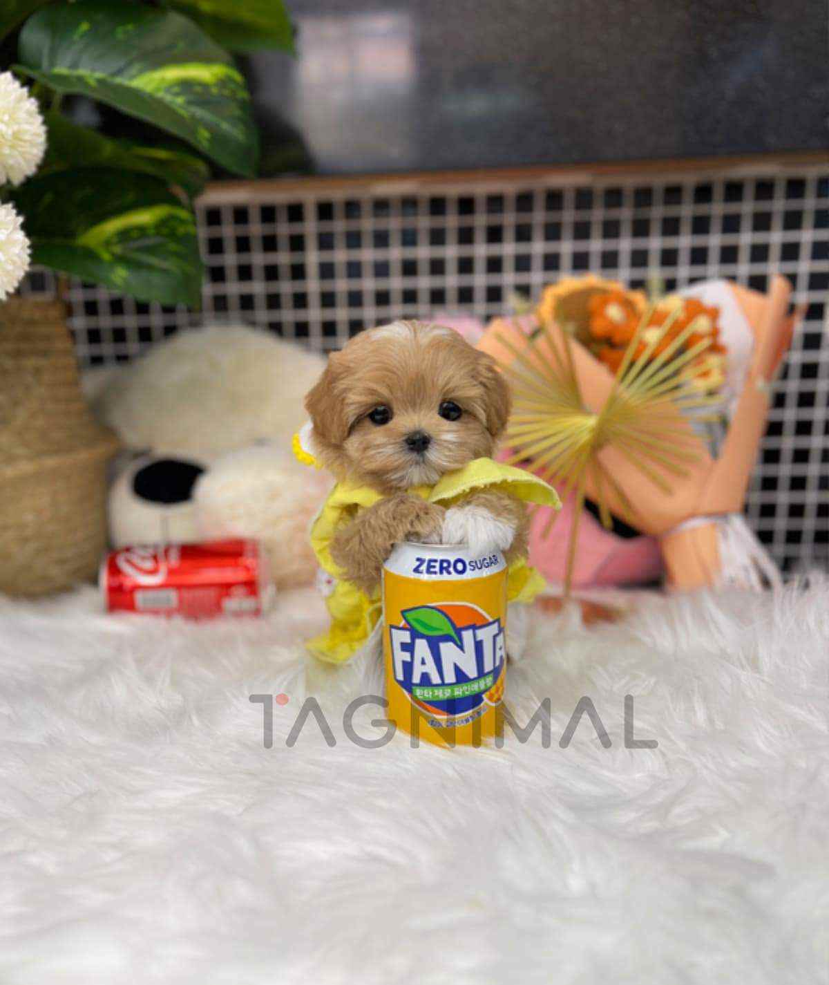 ขายลูกสุนัขมอลติพู ซื้อสุนัข ซื้อหมา ได้ที่ Tagnimal