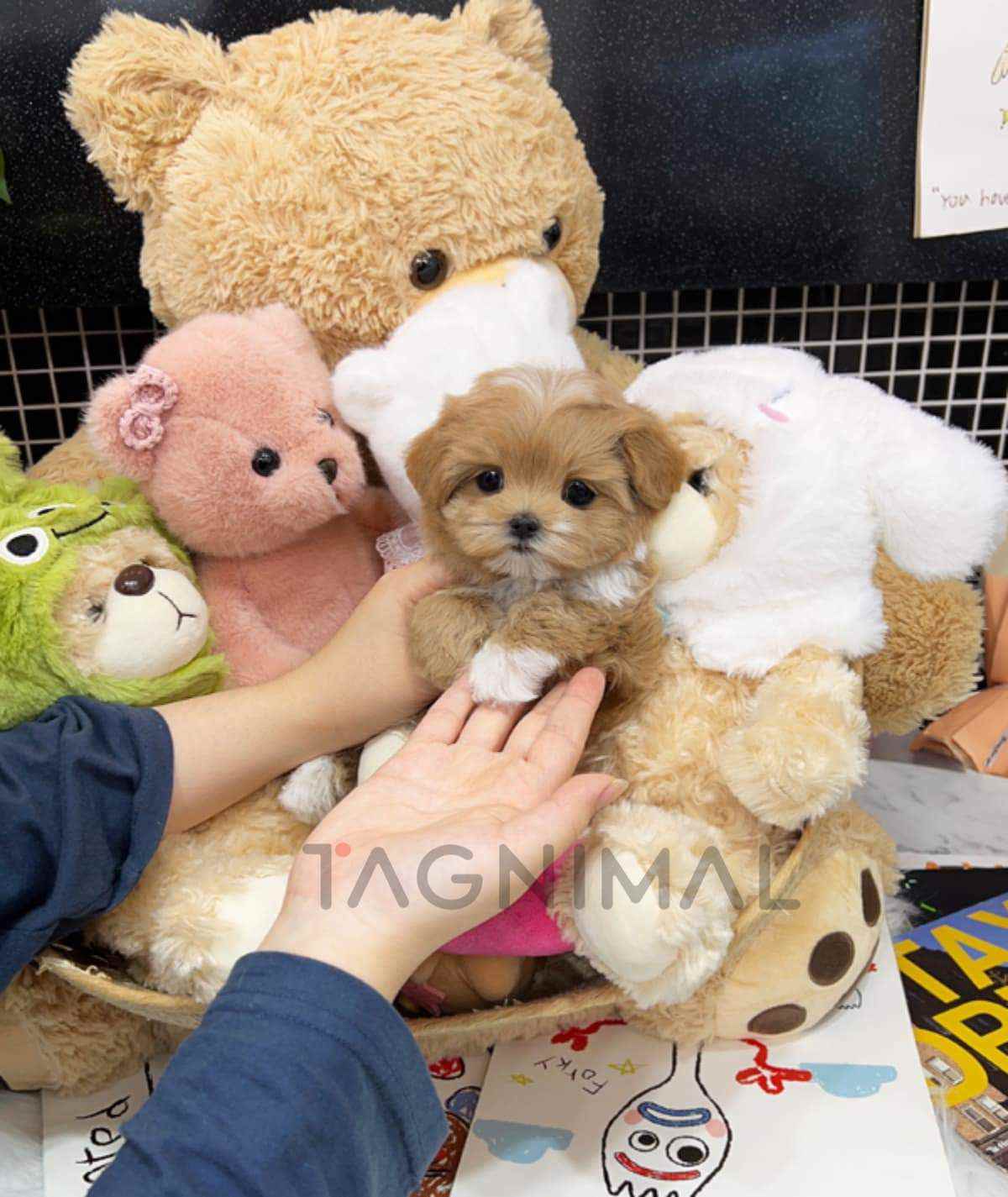 ขายลูกสุนัขมอลติพู ซื้อสุนัข ซื้อหมา ได้ที่ Tagnimal