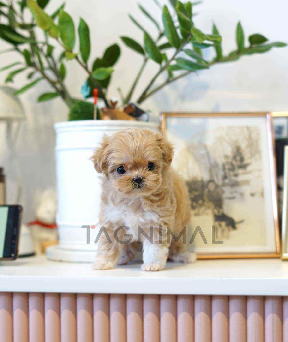 ขายลูกสุนัขมอลติพู ซื้อสุนัข ซื้อหมา ได้ที่ Tagnimal